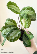 Charger l'image dans la galerie, Maranta silver band ⭐️