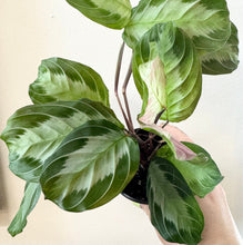 Load image into Gallery viewer, Plante d’intérieur Maranta silver band, grandes feuilles panachées vert clair et argent