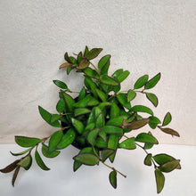 Charger l'image dans la galerie, Plante en pot Hoya rosita aux feuilles vertes luisantes, tiges retombantes