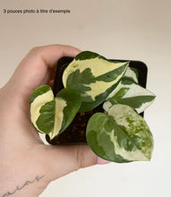 Load image into Gallery viewer, Plante de pothos en pot noir, feuilles vertes panachées de crème