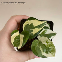 Load image into Gallery viewer, Plante de pothos en pot noir, feuilles vertes panachées de crème