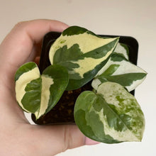 Charger l'image dans la galerie, Plante de pothos en pot noir, feuilles vertes panachées de crème