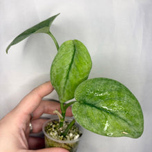 Charger l'image dans la galerie, Plante en pot à feuilles vertes ondulées, tige fine et pot en plastique gris