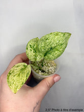 Load image into Gallery viewer, Plante d’intérieur Scindapsus Marble Queen, deux feuilles vertes marbrées