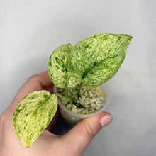 Charger l'image dans la galerie, Plante d’intérieur Scindapsus Marble Queen, deux feuilles vertes marbrées