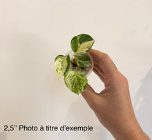 Charger l'image dans la galerie, Pothos manjula