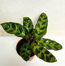 Load image into Gallery viewer, Calathée lancifolia en pot, feuilles vertes mouchetées, plante compacte.