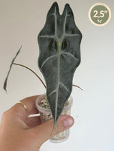 Charger l'image dans la galerie, Feuille d’Alocasia purply sombre en forme de flèche, plant en pot transparent