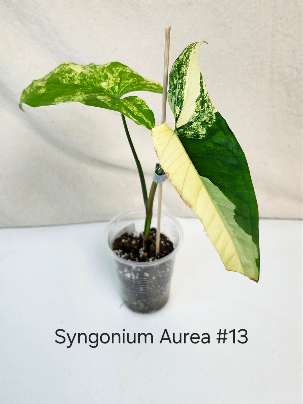 Syngonium aurea #13