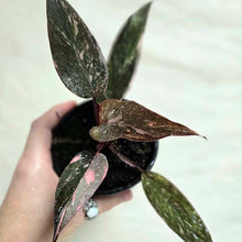 Load image into Gallery viewer, Philodendron Pink Princess en pot, feuilles vert foncé panachées rose, tige fine.