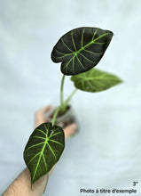 Load image into Gallery viewer, Alocasia regal shield