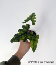 Load image into Gallery viewer, Alocasia jacklyn avec feuilles vert foncé, tenue en main, pot compact visible.