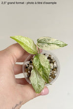 Charger l'image dans la galerie, Monstera laniata Mint en pot transparent avec graviers et feuilles vert clair tachetées