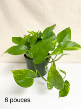 Charger l'image dans la galerie, Pothos golden