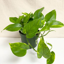 Charger l'image dans la galerie, Plante pothos doré en pot noir, feuilles vertes et panachées sur tiges retombantes