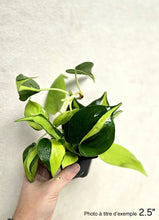 Charger l'image dans la galerie, Philodendron brésilien en petit pot noir, tiges et feuilles vertes tenues par une main