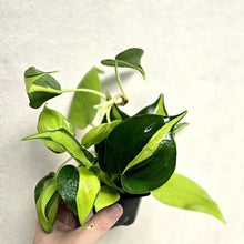 Charger l'image dans la galerie, Philodendron brésilien en petit pot noir, tiges et feuilles vertes tenues par une main