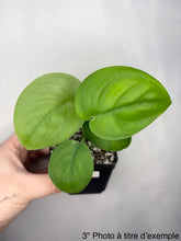 Charger l'image dans la galerie, Plante Scindapsus Jade Satin en pot, feuilles vertes satinées, vue latérale.