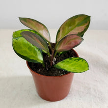 Load image into Gallery viewer, Plante Hoya australis Lisa en pot terracotta, feuilles vertes à bord roses et pointes rouges