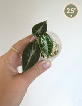 Load image into Gallery viewer, Plante Alocasia parasol en godet transparent, feuilles vert foncé nervurées