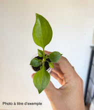 Load image into Gallery viewer, Anthurium Big Bill (TC)