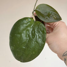 Load image into Gallery viewer, Deux feuilles vertes de Hoya Glabra UT075 sur une tige, en main