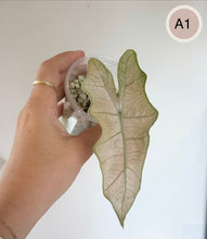 Load image into Gallery viewer, Plante Alocasia PseudoSanderiana Pink, feuilles vert clair nervurées rosées en coupe transparente