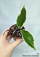 Charger l'image dans la galerie, Hoya krimson queen ⭐️