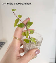 Load image into Gallery viewer, Jeune plante en verre avec petites feuilles vertes, tenue en main.