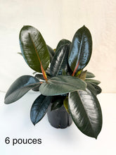 Load image into Gallery viewer, Ficus elastica en pot, grandes feuilles vert foncé, tiges orangées, 6 pouces