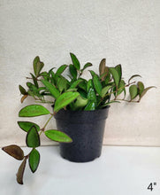 Charger l'image dans la galerie, Hoya rosita ⭐️