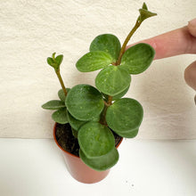 Charger l'image dans la galerie, Peperomia hope en pot brun, feuilles vertes épaisses et tiges retombantes