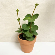 Charger l'image dans la galerie, Peperomia hope en pot brun, feuilles vertes épaisses et tiges retombantes