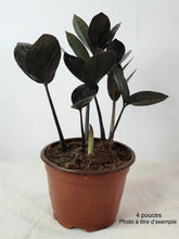 Charger l'image dans la galerie, Zz oscuro black