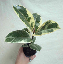 Load image into Gallery viewer, Ficus elastica Tineke en pot, feuilles panachées à bords clairs, aspect touffu.