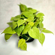 Charger l'image dans la galerie, Philodendron citron vert aux feuilles vert vif en touffe
