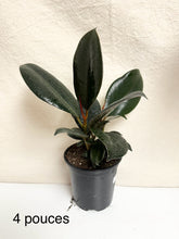 Load image into Gallery viewer, Ficus elastica en pot, feuilles vert foncé, tiges orangées, 4 pouces
