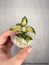 Load image into Gallery viewer, Hoya lacunosa variegata⭐️
