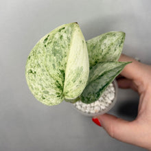 Load image into Gallery viewer, Feuilles de Scindapsus Peasun vertes panachées, une en main