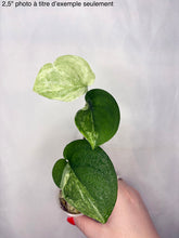 Load image into Gallery viewer, Plante d’intérieur Scindapsus Jade Satin Mint, feuilles vert menthe et vert foncé
