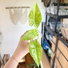 Charger l'image dans la galerie, Bulbilles d’Alocasia Epilithica Marble en pot, feuilles vertes
