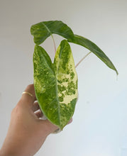Charger l'image dans la galerie, Feuille d’Alocasia vert panaché, nervure centrale claire