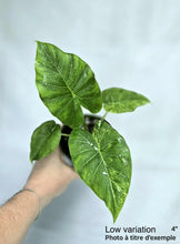 Charger l'image dans la galerie, Alocasia gageana aurea