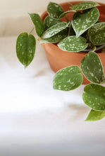 Charger l'image dans la galerie, Scindapsus Silver Cloud