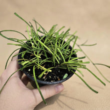 Charger l'image dans la galerie, Plante Hoya retusa en petit pot noir, tiges vertes retombantes