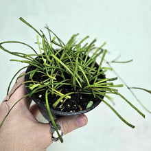 Load image into Gallery viewer, Plante Hoya retusa en petit pot noir, tiges vertes retombantes