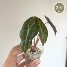 Charger l'image dans la galerie, Jeune alocasia vert foncé en pot transparent, feuilles en forme de cœur veinées