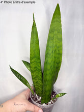 Charger l'image dans la galerie, Sansevière Black Coral