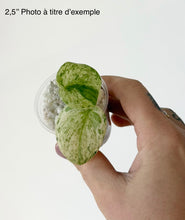 Load image into Gallery viewer, Plante d’intérieur Scindapsus Crème Brûlée: feuilles vertes panachées, en petit récipient