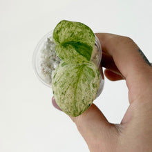 Charger l'image dans la galerie, Plante d’intérieur Scindapsus Crème Brûlée: feuilles vertes panachées, en petit récipient